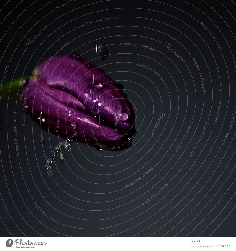 tropfnass Tulpe Blume rosa violett Blüte Wassertropfen Regen feucht frisch Frühling Wachsamkeit Kraft mehrfarbig Muttertag Valentinstag dunkel schwarz grau