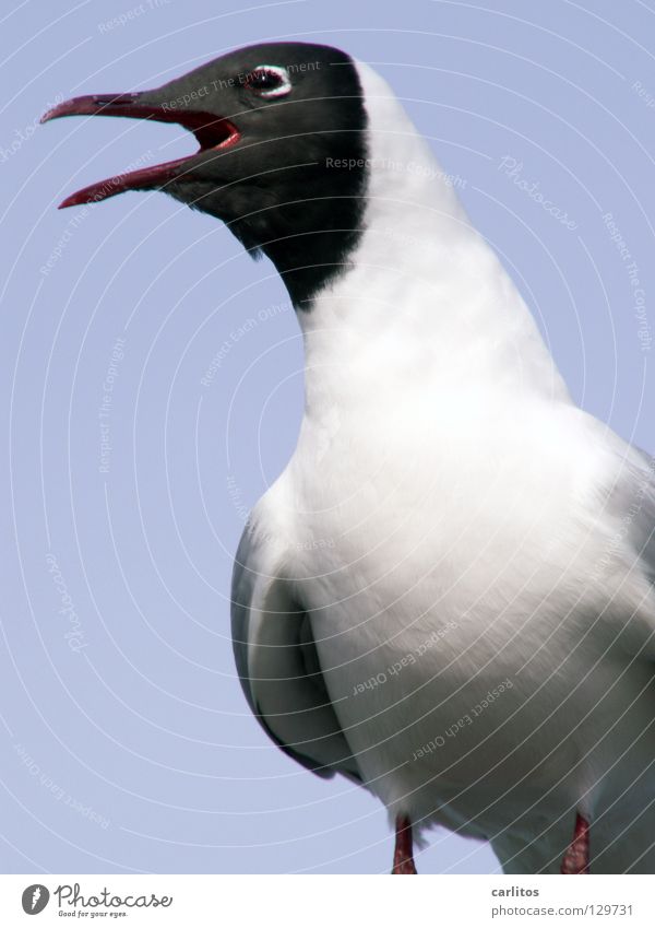 Möwencase? Ich bin dabei .... Küste Meer Vogel Schreihals Strand Schwarzkopfmöwe Larus melanocephalus Schnabel aufreissen rumschreien Kopf weg Vogelschiss