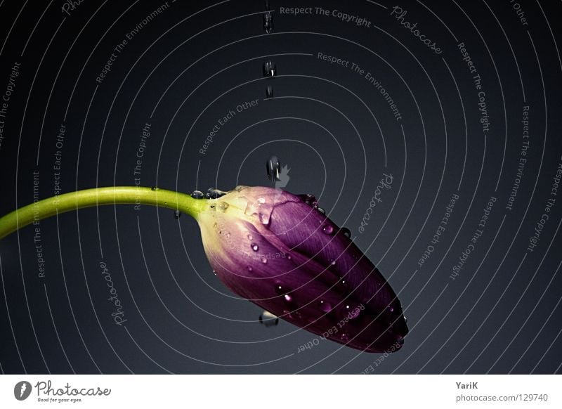 tropfnass II Tulpe Blume rosa violett Blüte Wassertropfen Regen feucht frisch Frühling Wachsamkeit Kraft mehrfarbig Muttertag Valentinstag dunkel schwarz grau