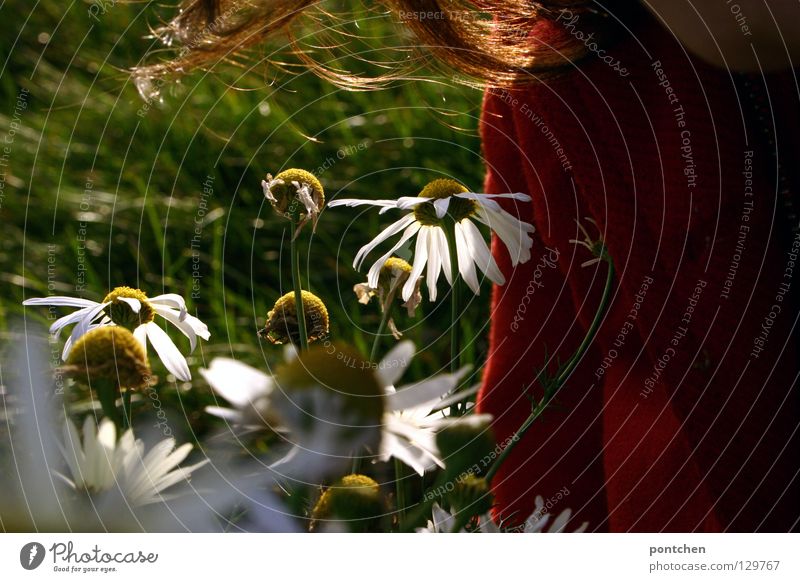 Margeriten bei Dämmerung. Sonnenlicht verfängt sich im Haar einer Frau. Lichtstimmung im Frühling Haare & Frisuren feminin Erwachsene Mensch Natur Landschaft