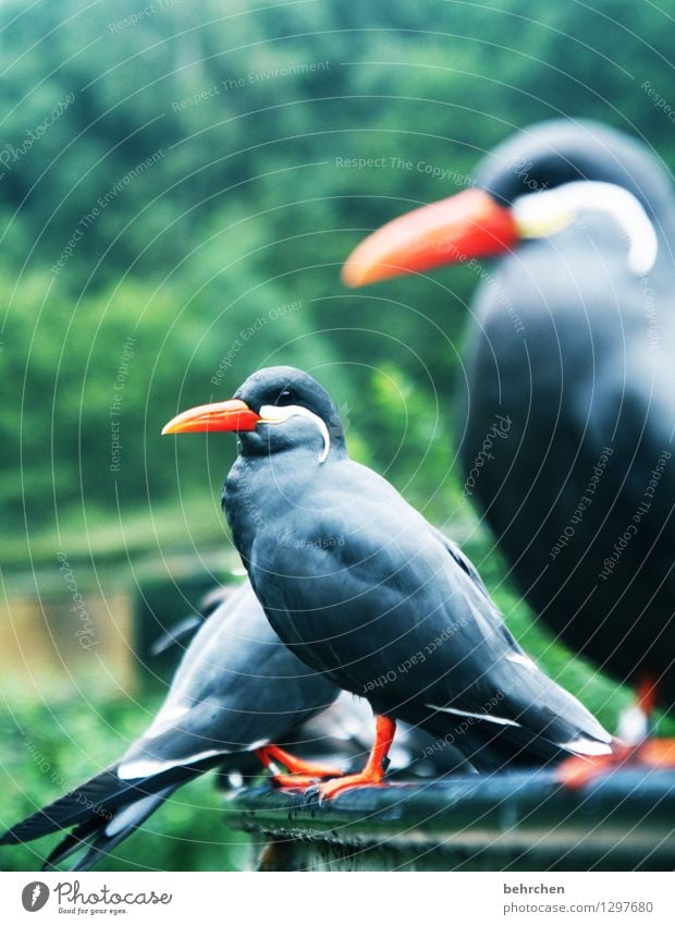 aus der reihe tänzer Natur Tier Garten Park Wiese Wildtier Vogel Tiergesicht Flügel inkaseeschwalbe Feder Schnabel beobachten Erholung sitzen außergewöhnlich