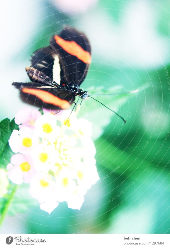 postbote Natur Pflanze Tier Blume Blatt Blüte Garten Park Wiese Wildtier Schmetterling Tiergesicht Flügel Fühler 1 beobachten Blühend Duft Erholung fliegen