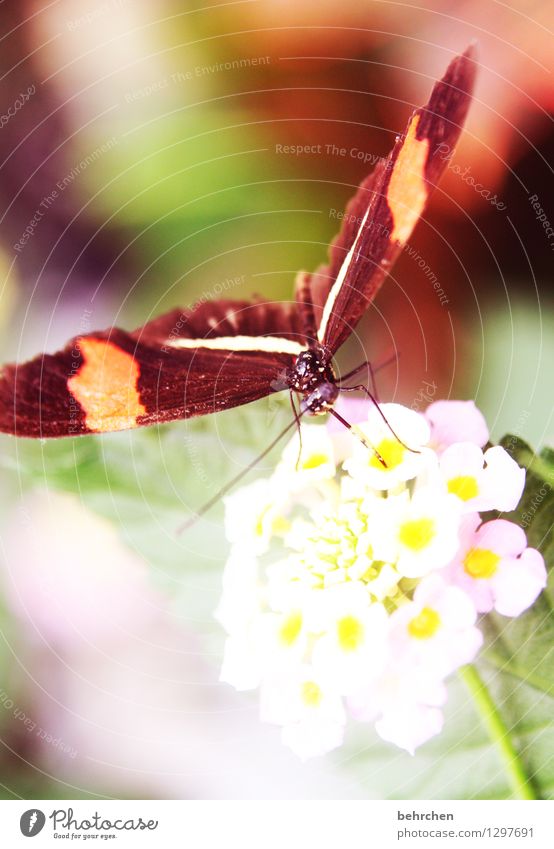 feinschmecker Natur Pflanze Tier Blume Blatt Blüte Garten Park Wiese Wildtier Schmetterling Tiergesicht Flügel Facettenauge Rüssel Beine Fühler 1 beobachten