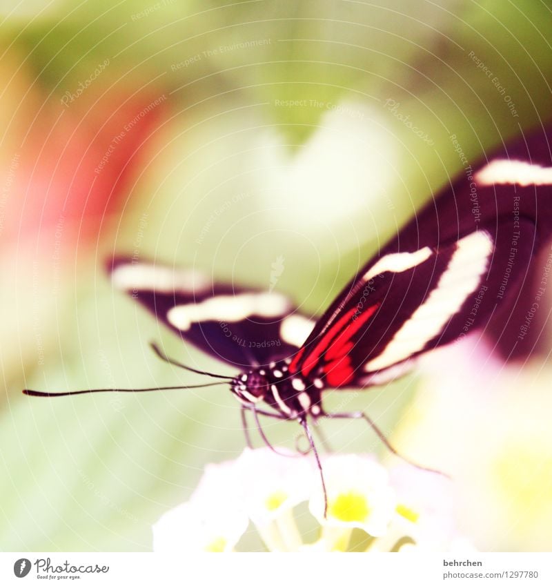 da ist ein herz für euch Natur Pflanze Tier Frühling Sommer Schönes Wetter Blume Blatt Blüte Garten Park Wiese Wildtier Schmetterling Tiergesicht Flügel 1