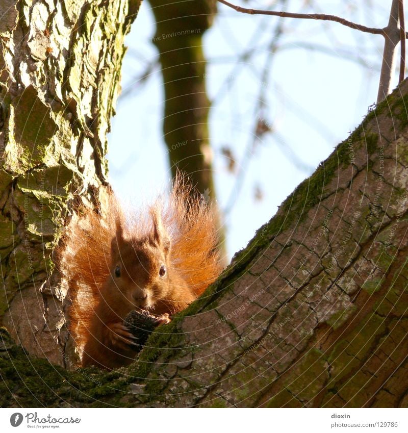 du kommst hier net rauf ! Eichhörnchen Eiche Nagetiere Säugetier Fell Schwanz buschig Knopfauge Ernährung Fressen Wald Haare & Frisuren Pinsel süß niedlich