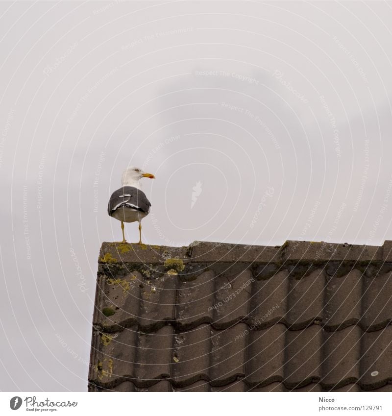 Möw Möw Blick genießen Vogel Schnabel See Meer Ferien & Urlaub & Reisen Dach trüb Regen schlechtes Wetter Dachziegel Wolken Haus Dachgiebel Quadrat Ferne