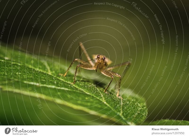 Komm näher, Umwelt Natur Tier Sommer Pflanze Blatt Graswanze 1 sitzen braun grau grün Farbfoto Außenaufnahme Nahaufnahme Detailaufnahme Makroaufnahme