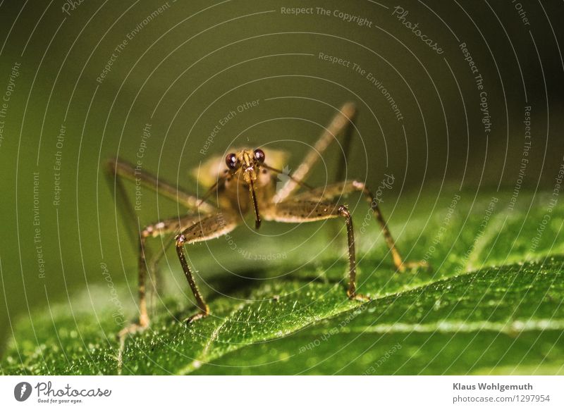 noch näher Umwelt Natur Tier Sommer Pflanze Blatt Grünpflanze Garten Park Wald Tiergesicht Graswanze 1 braun grau grün Farbfoto Außenaufnahme Nahaufnahme