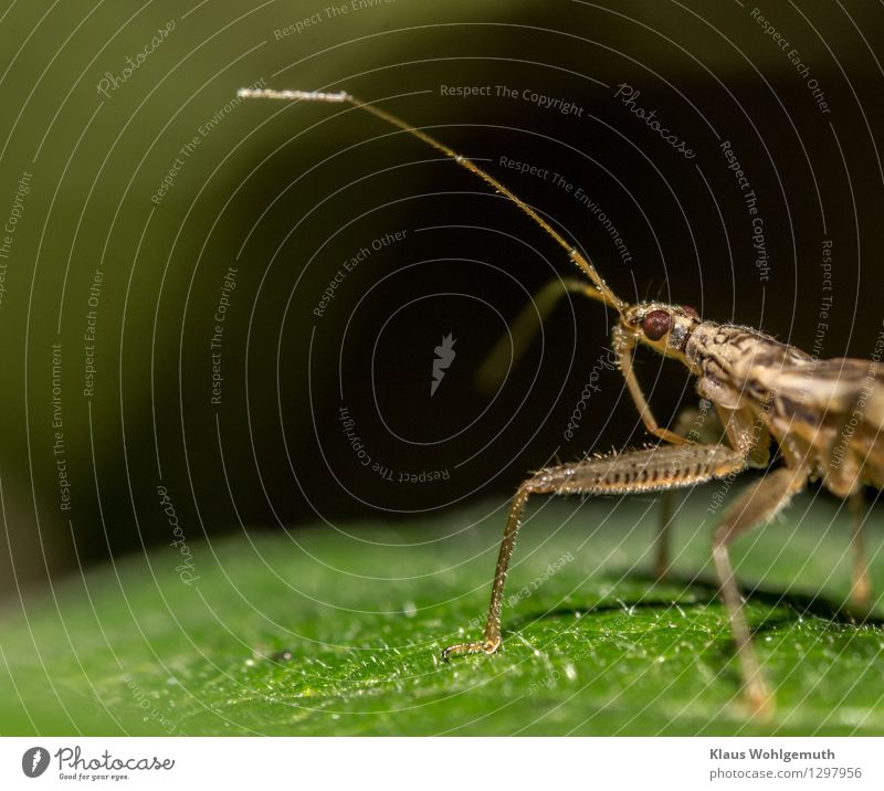 Immer der Nase nach Umwelt Tier Sommer Herbst Park Käfer Tiergesicht Graswanze 1 beobachten laufen braun schwarz Farbfoto Nahaufnahme Detailaufnahme