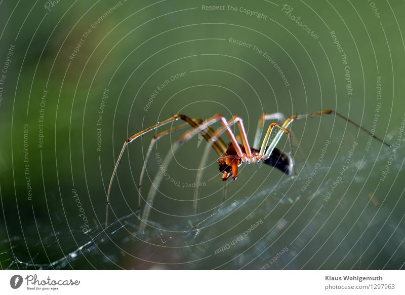 Auf Seide Umwelt Tier Sommer Herbst Spinne 1 gruselig braun gelb grün schwarz Farbfoto Außenaufnahme Nahaufnahme Detailaufnahme Makroaufnahme Menschenleer