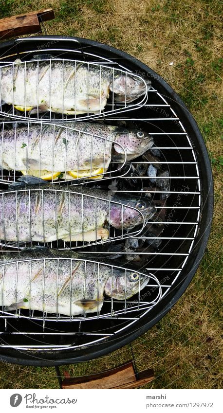 Regenbogenforellen Fisch Ernährung Essen Abendessen Tier 4 Stimmung Forelle Grillen Angeln Sommer geschmackvoll lecker Fischauge genießen Garten Farbfoto