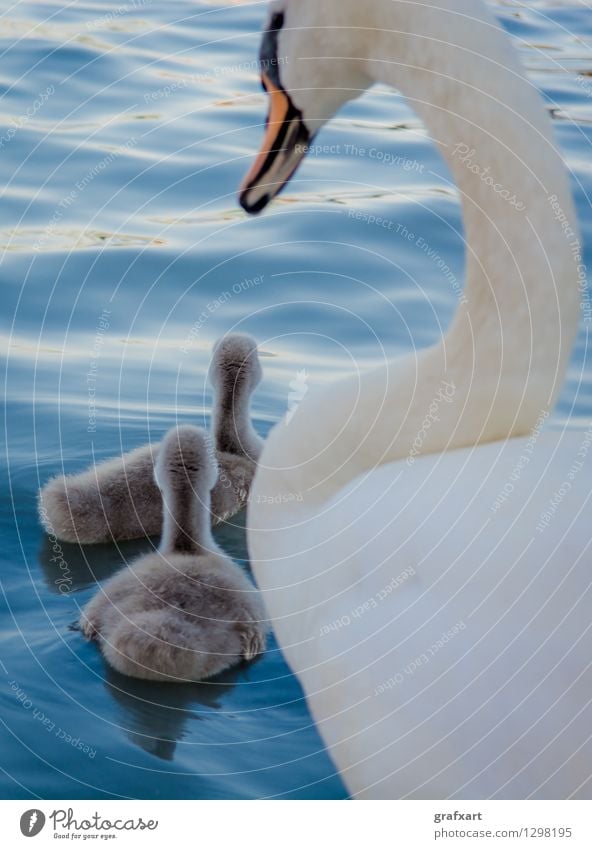 Schwan mit Jungen Tier Wasser Teich See Wildtier Vogel Küken Im Wasser treiben Zusammensein Team Eltern Mutter Vater Tierjunges friedlich Nachkommen 3