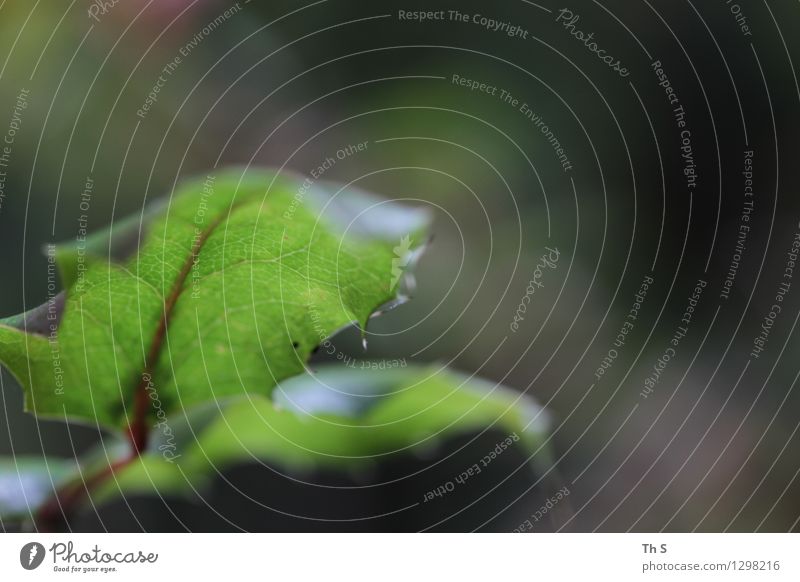 Blatt Natur Pflanze Frühling Sommer Bewegung Blühend ästhetisch authentisch einfach elegant natürlich grün Gelassenheit geduldig ruhig einzigartig schön