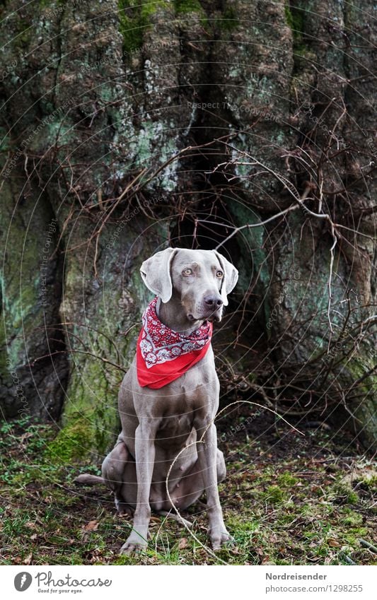 Portrait..... wandern Baum Tier Haustier Hund 1 sitzen ästhetisch Freundlichkeit einzigartig Vertrauen Sicherheit Schutz loyal Tierliebe achtsam Wachsamkeit