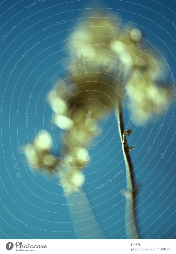 Entschärft Gras Ähren Fussel Stengel Unschärfe Botanik Wachstum Pflanze erleuchten Sommer Frühling Wiese Halm Blüte springen Natur Froschperspektive