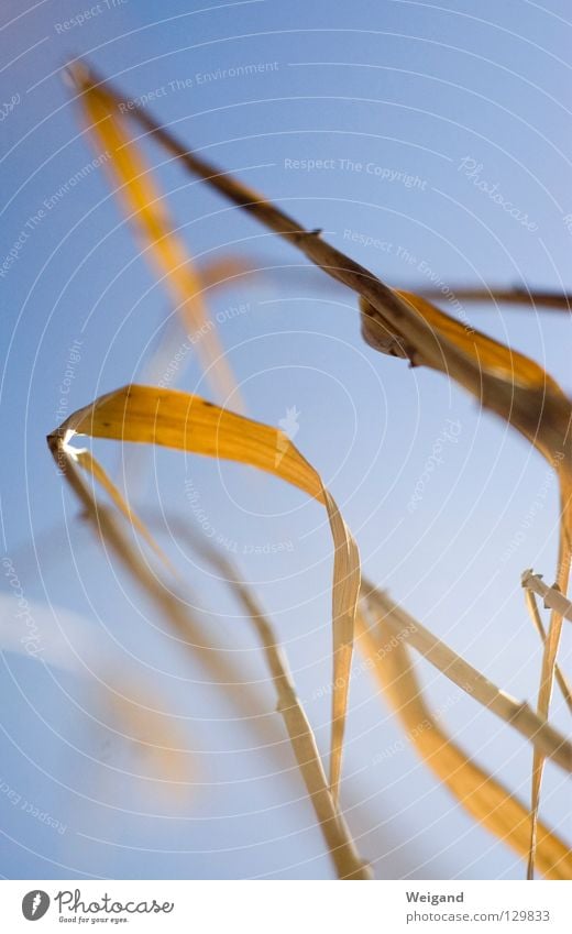 fährt der Wind darüber Schilfrohr Erholung zart berühren braun gelb See abstrakt zerbrechlich Gras Suche Konzentration Himmel sanft Küste