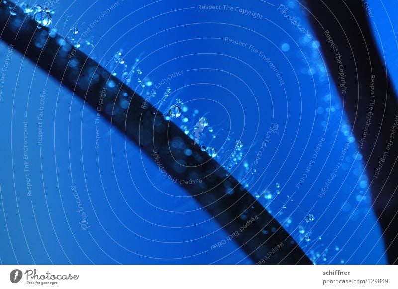 Tröpfchen für Tröpfchen III Tau Pflanze Zimmerpflanze Blatt gefangen benetzt Schweben Trauer Gänsehaut dunkel Makroaufnahme Nahaufnahme Wassertropfen verfangen