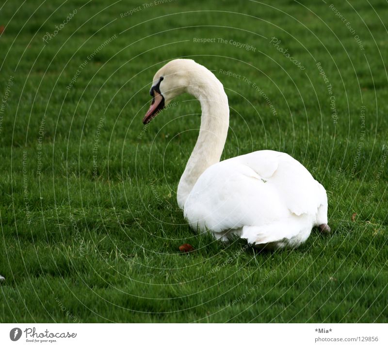 weißer Klecks auf grün Schwan Schnabel Wegsehen Gras Seite Vogel Tier Rasen Hals Feder