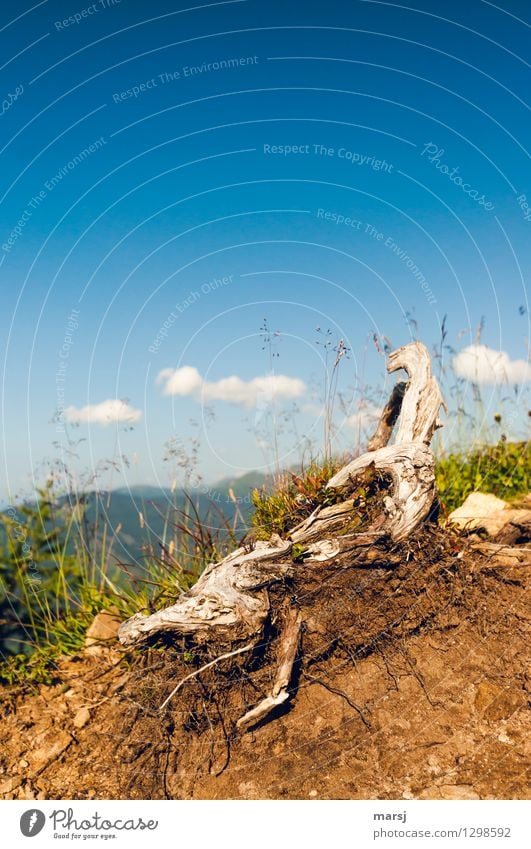 Wurzelwerk am Wanderweg Natur Himmel Sommer Herbst Alpen alt außergewöhnlich blau eigenwillig Wurzelstock Vergänglichkeit Verfall Farbfoto mehrfarbig