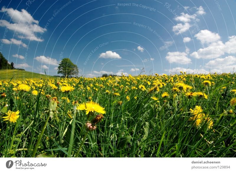 Sommerwiese Wiese Frühling Schönes Wetter Freizeit & Hobby Baum Ferien & Urlaub & Reisen Löwenzahn Blume Blüte Gras Pause grün Mittagspause Grünfläche gelb