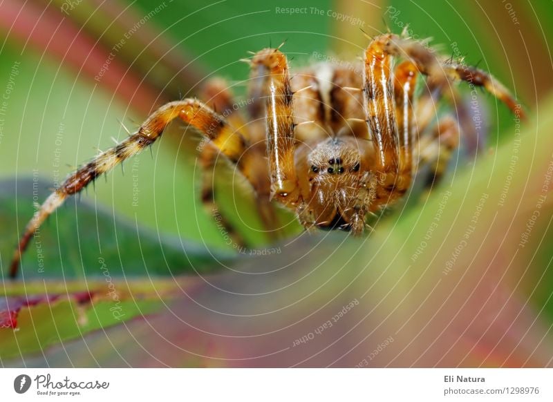 Auge in Auge Natur Pflanze Sommer Blatt Garten Park Wiese Tier Wildtier Spinne Tiergesicht 1 beobachten Jagd bedrohlich Ekel gruselig klein listig stachelig