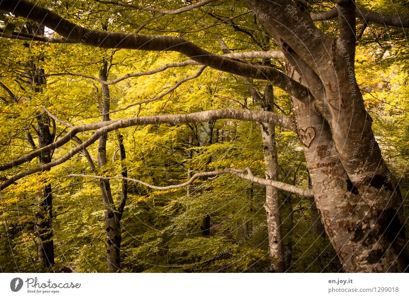 zweiter Frühling Natur Sonnenlicht Herbst Pflanze Baum Herbstlaub Herbstwald Laubbaum Baumstamm Ast Zweige u. Äste Wald Herz gelb Gefühle Lebensfreude