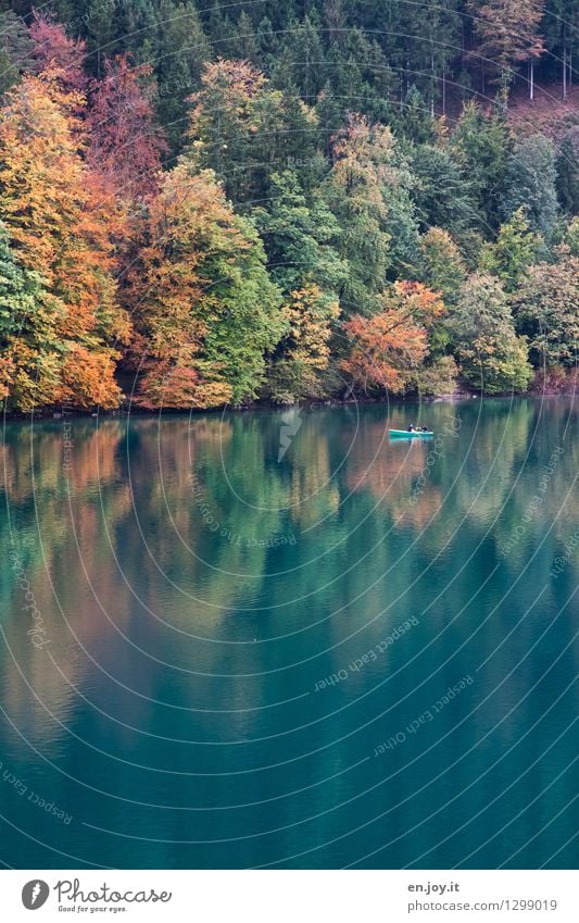 Herbstgold Freizeit & Hobby Ferien & Urlaub & Reisen Tourismus Ausflug Abenteuer 2 Mensch Natur Landschaft Wald Seeufer Bootsfahrt Ruderboot mehrfarbig türkis