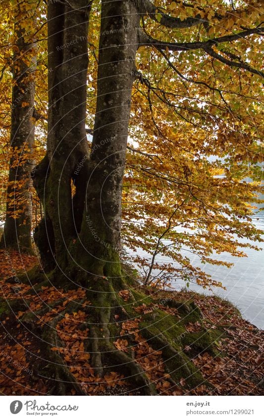 festhalten Umwelt Natur Herbst Pflanze Baum Laubbaum Herbstwald Blatt Wurzel Wald gelb gold orange Hoffnung Glaube Traurigkeit Trauer Klima Leben Verfall