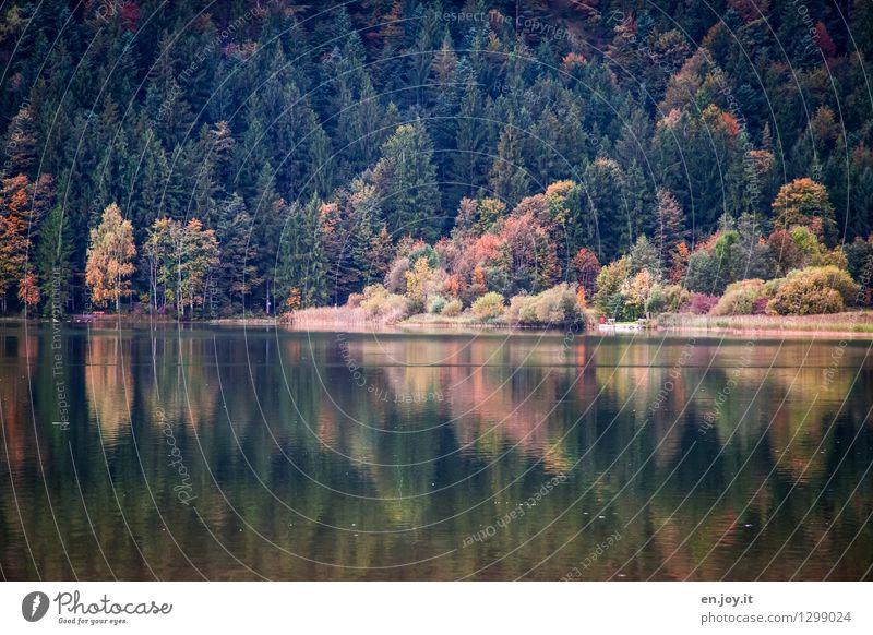 Abschied Ferien & Urlaub & Reisen Ausflug Natur Landschaft Sonnenlicht Herbst Herbstwald Nadelwald Mischwald Wald Seeufer Zufriedenheit Romantik ruhig