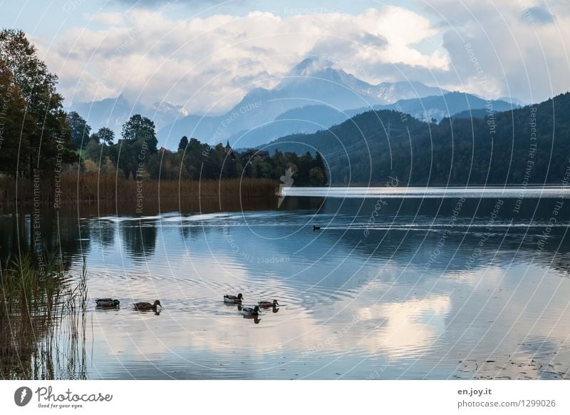 Entenparadies harmonisch Wohlgefühl Zufriedenheit Erholung ruhig Ferien & Urlaub & Reisen Ausflug Abenteuer Ferne Freiheit Sommerurlaub Berge u. Gebirge wandern