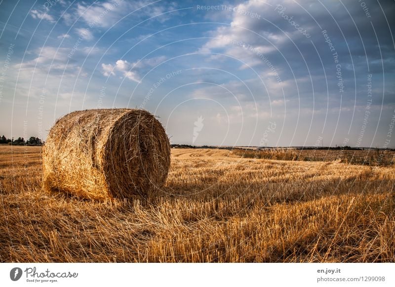 Stoppelfeld Gesunde Ernährung Allergie Wirtschaft Landwirtschaft Forstwirtschaft Gesundheitswesen Natur Landschaft Himmel Wolken Horizont Sonnenlicht Sommer