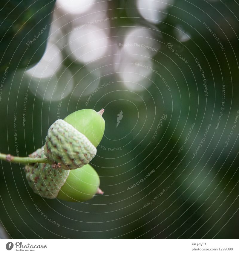 hoch und runter Natur Pflanze Herbst Baum Eicheln grün Beginn Leben Wachstum Wandel & Veränderung Frucht Samenpflanze Farbfoto Gedeckte Farben Außenaufnahme