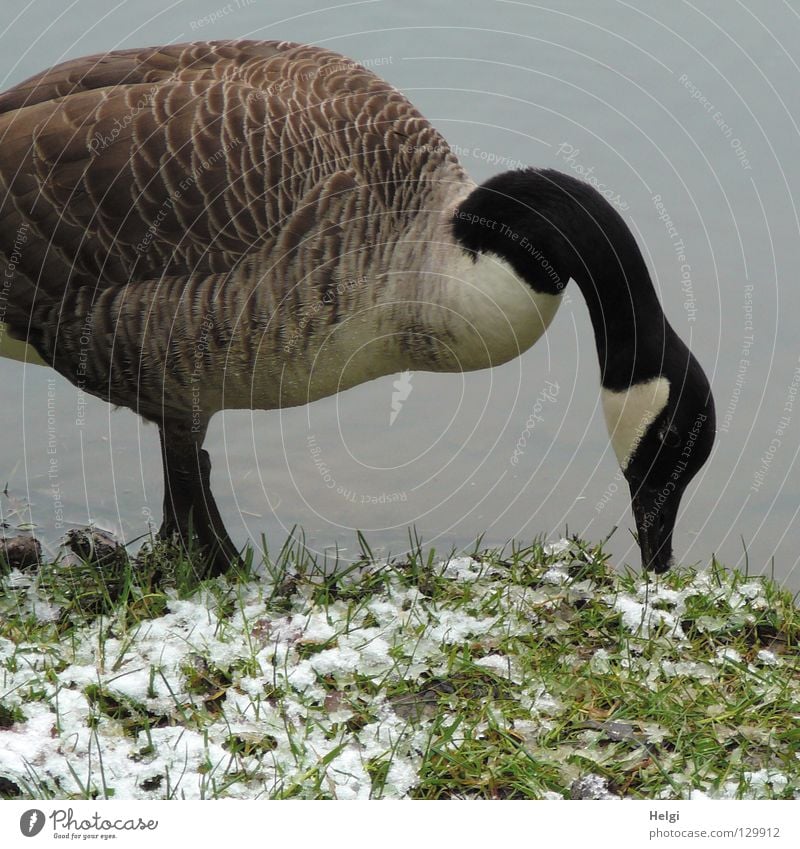 Tiefkühlkost..... Gans Wildgans Graugans Vogel Zugvogel Tier Schwimmhilfe Flaum Daunen Gänsebraten See Teich Gewässer stehen weiß braun schwarz lang dünn dick