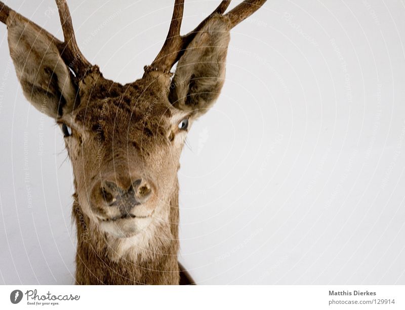 ...eiß ich Hirsche Elch Reh Tier Waldtier Horn Wimpern Augenbraue Hintergrundbild Hälfte Teilung Erinnerung Souvenir Jäger Gebiss Lebensraum obskur Dammwild Ohr