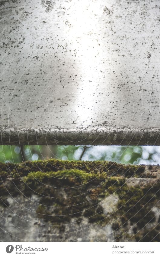 0815 AST | von unter der Brücke Pflanze Klimawandel Moos Menschenleer Brückengeländer Straße Beton Schlitz Spalte fest grau grün Platzangst Zukunftsangst feucht