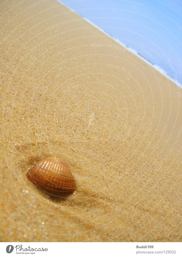 muschelschubser Meer Muschel Strand Wellen Wellness Erholung Ferien & Urlaub & Reisen Süden Küste Freude Himmel Sand Glück blau