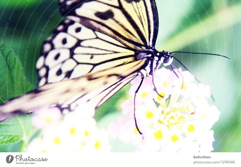 erwartungsvoll Natur Pflanze Tier Sommer Blume Blatt Blüte Garten Park Wiese Wildtier Schmetterling Tiergesicht Flügel Weiße Baumnymphe 1 beobachten Blühend