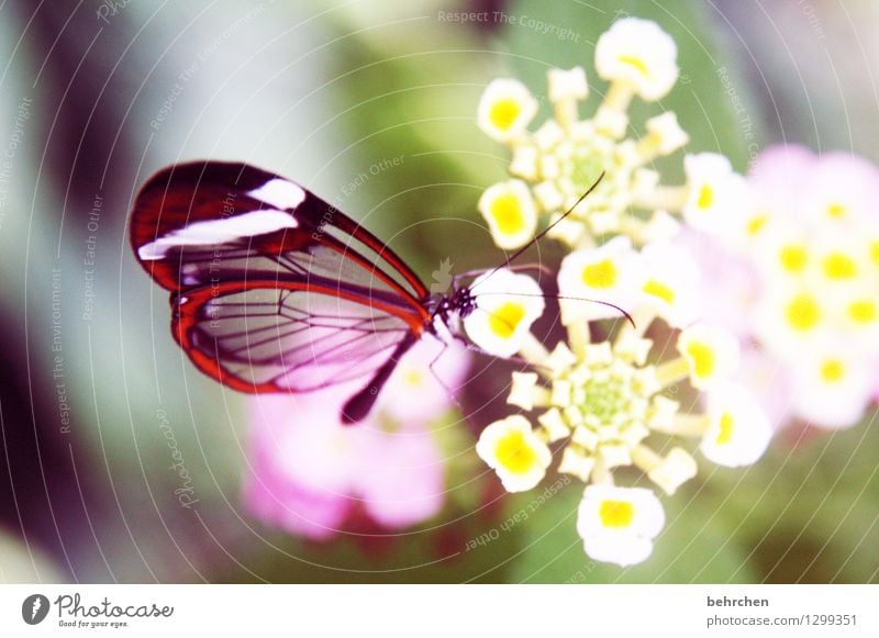 durchscheinend Natur Pflanze Tier Blume Blatt Blüte Garten Park Wiese Wildtier Schmetterling Tiergesicht Flügel glasflügelfalter 1 beobachten Blühend Duft