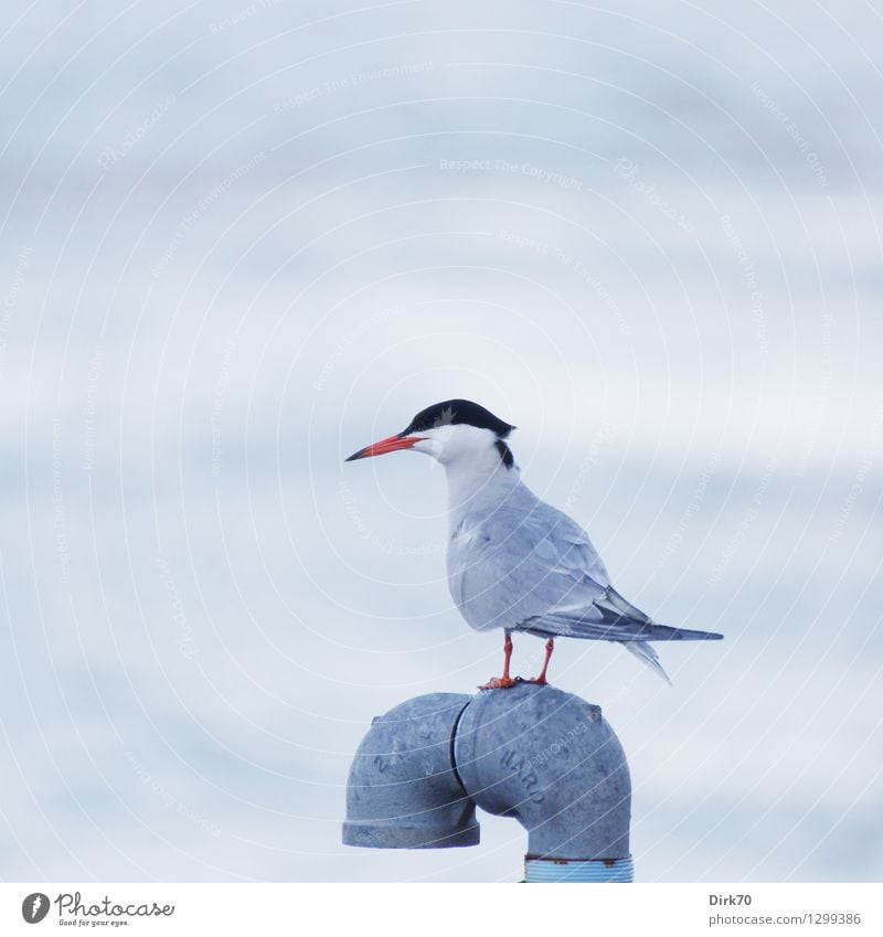 Küstenseeschwalbe Umwelt Tier Wasser Flussufer East River New York City Brooklyn USA Wildtier Vogel Wasservogel Seeschwalben 1 Eisenrohr Rohrleitung Metall