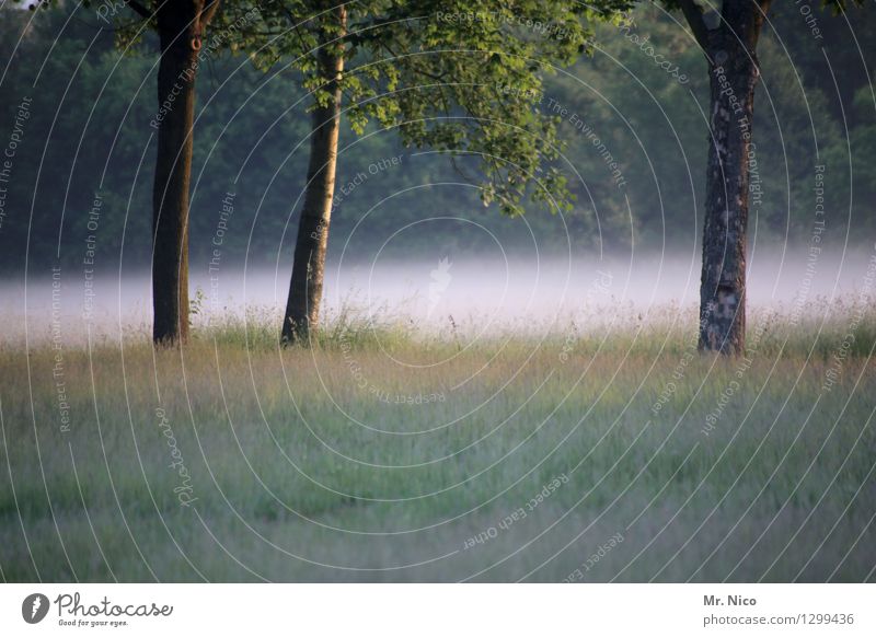 bäumchen wechsel dich Umwelt Natur Landschaft Sommer Herbst Wetter Nebel Pflanze Baum Gras Grünpflanze Wildpflanze Garten Park Wiese Wald grün Nebelschleier