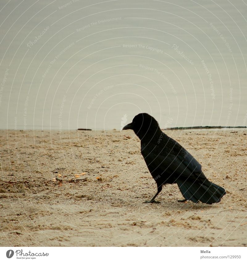 Strandläufer Sand Wasser Küste Tier Vogel Krähe 1 gehen hocken laufen sitzen stehen natürlich trist Natur Umwelt Farbfoto Gedeckte Farben Außenaufnahme