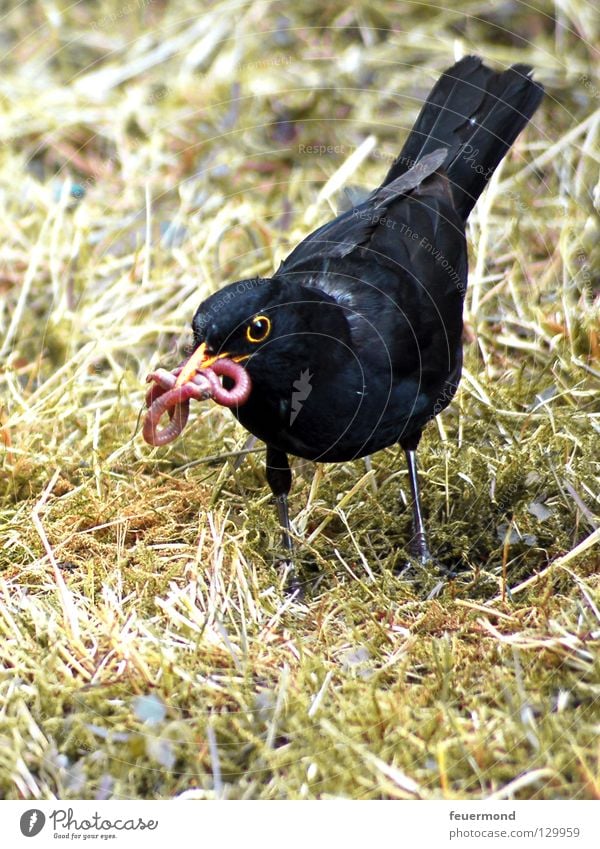 Armes Würmchen Amsel Drossel Vogel Tier Futter Wurm Ernährung Feder Lebensmittel Regenwurm Schwarzdrossel