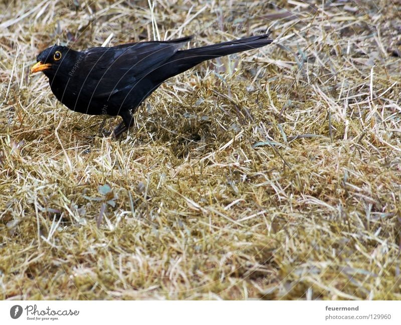 Guck nicht so Amsel Drossel Vogel Tier Futter Wurm Ernährung Feder Lebensmittel Regenwurm Schwarzdrossel