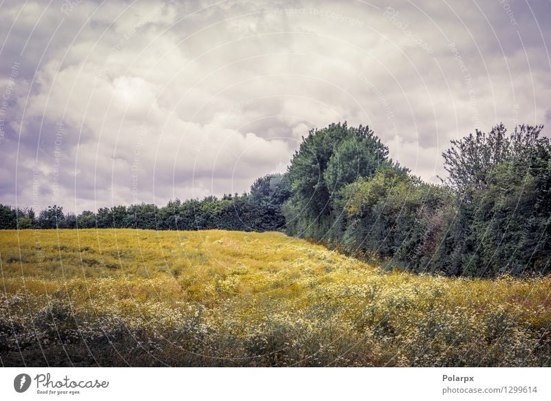 Wolkiges Wetter über einem Feld schön Sommer Sonne Umwelt Natur Landschaft Pflanze Himmel Wolken Gras Wiese Wachstum natürlich gelb gold Farbe ländlich trocknen