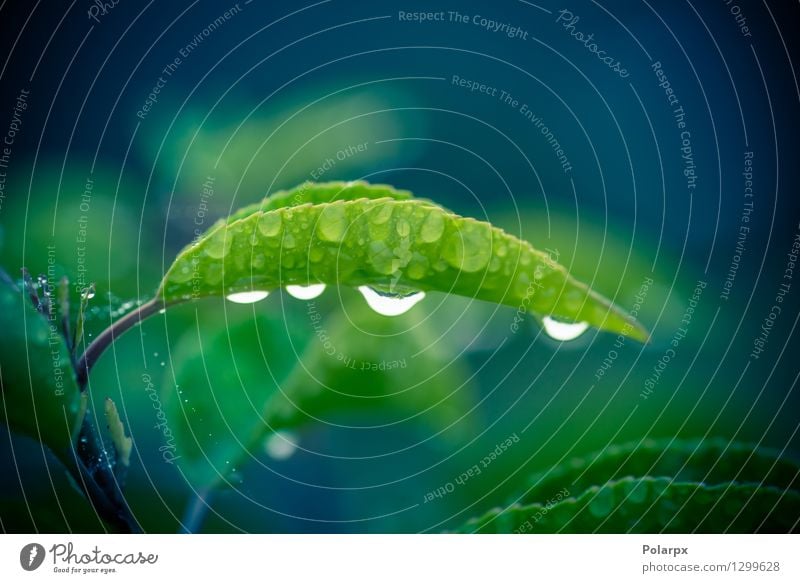 Tau auf einem grünen Blatt nach dem Regen Kräuter & Gewürze Leben harmonisch Sommer Garten Umwelt Natur Pflanze Wassertropfen Wetter Gras Wiese Tropfen Wachstum