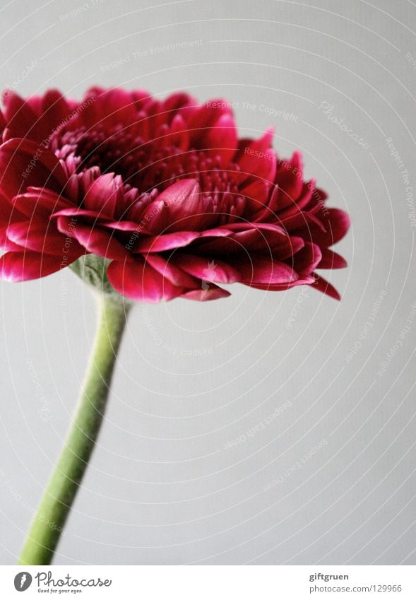 blümchen, rot Blume Blüte Blütenblatt Pflanze grün Wachstum Frühling schön Natur Blühend