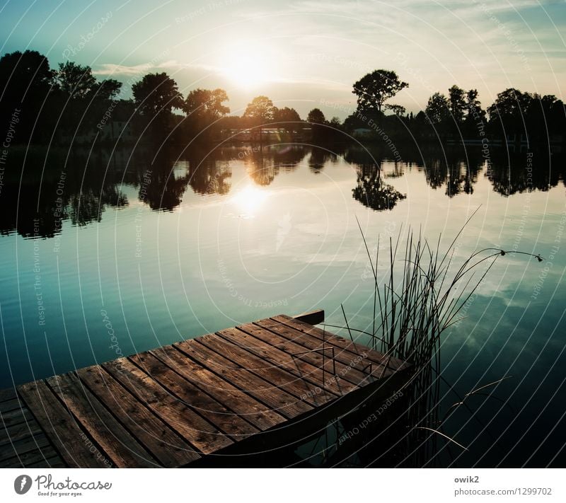 Verschwiegen Umwelt Natur Landschaft Pflanze Urelemente Wasser Himmel Wolken Horizont Wetter Schönes Wetter Baum Sträucher Steg Anlegestelle Holz leuchten