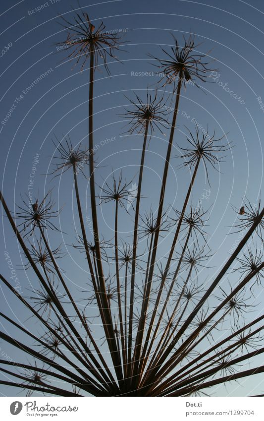 Prunkdolde Natur Pflanze Himmel Wolkenloser Himmel Herbst Wildpflanze blau gefährlich Riesen-Bärenklau Herkulesstaude Doldenblüte verblüht vertrocknet Blüte