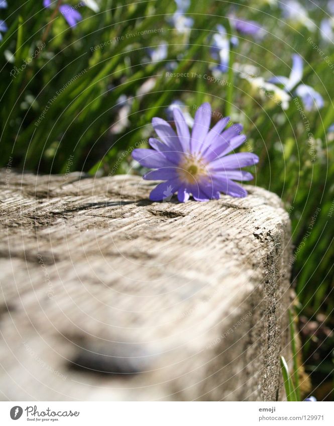 Frühüling Blume Sommer Frühling springen Schönes Wetter schön violett Holz Wiese Gras grün Pflanze Wachstum gedeihen Makroaufnahme Unschärfe Feld morsch