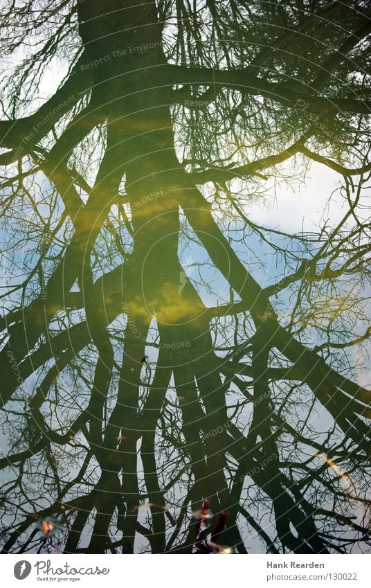 Land unter Baum grün Blatt Wolken Spiegel Reflexion & Spiegelung Pflanze Fluss Bach Park Wasser blau Ast Schatten Himmel Natur Becken tree water blue